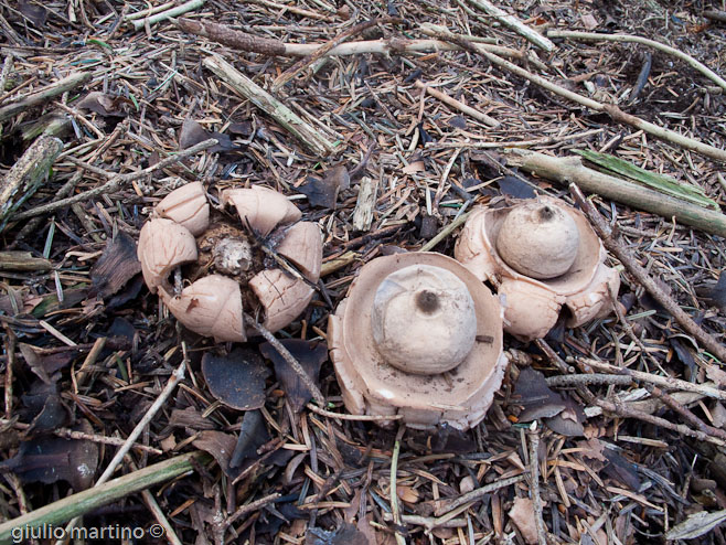 Geastrum tripelx