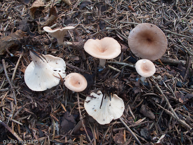 Clitocybe gibba (Pers.: Fr.) Kummer