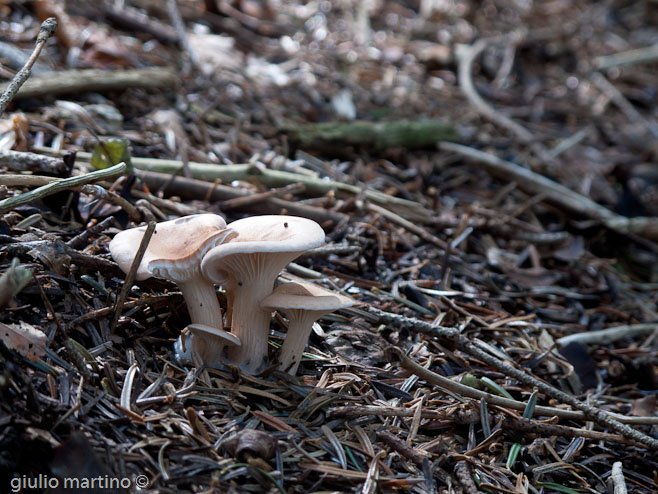 Clitocybe gibba (Pers.: Fr.) Kummer