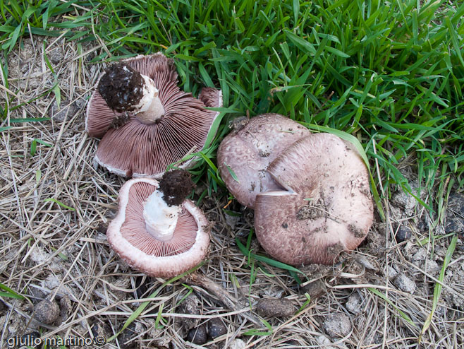 Agaricus sp.