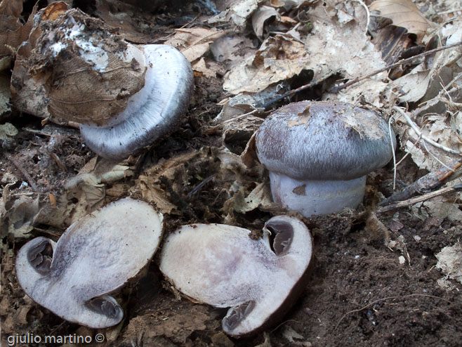 Cortinarius sp.