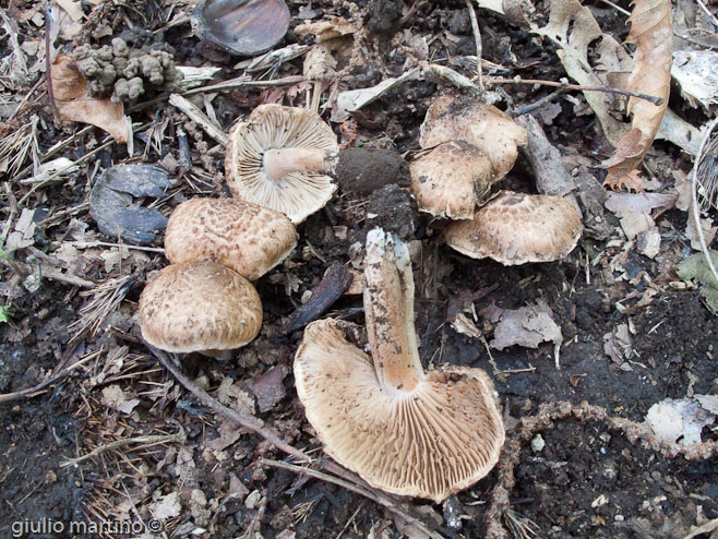 Inocybe sp.