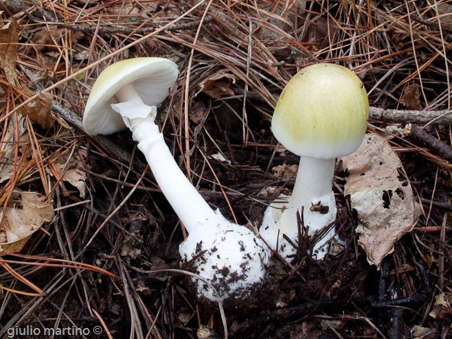 Amanita phalloides (Vaill. ex Fr.) Link