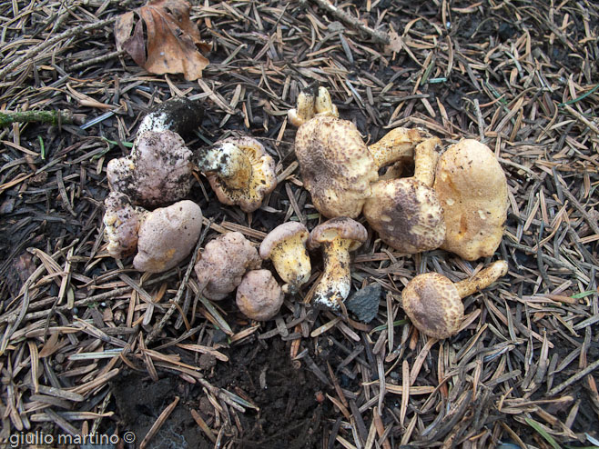 Cantharellus amethysteus (Quél.) Sacc.