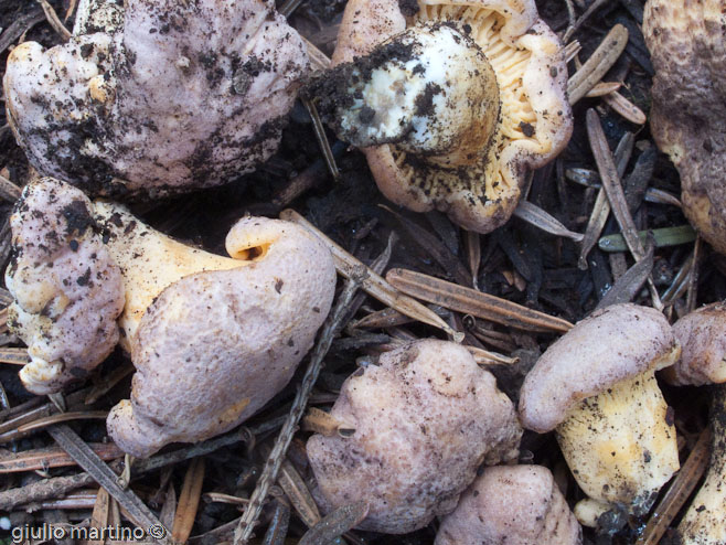 Cantharellus amethysteus (Quél.) Sacc.