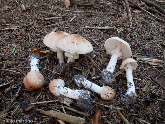 Limacella guttata (Pers.: Fr.) Konrad & Maublanc