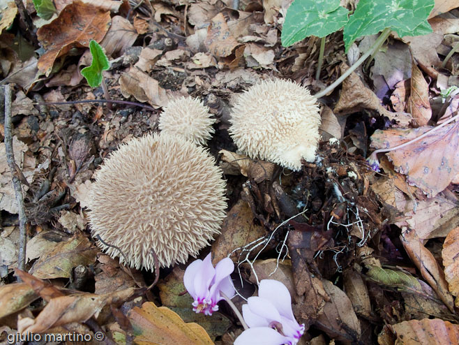 Lycoperdon echinatum Pers.: Fr.