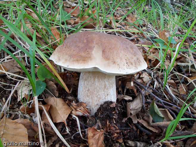 Boletus edulis Bull.: Fr., porcino settembrino