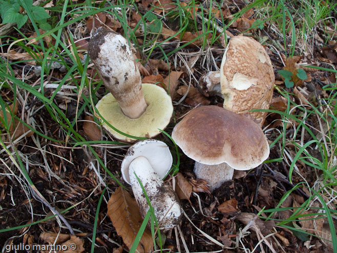 Boletus edulis Bull.: Fr., porcino settembrino