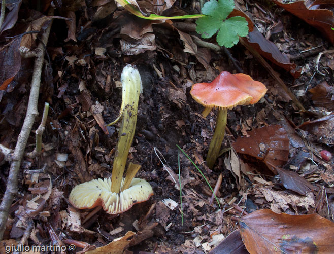 Hygrocybe conica var. conica (Schaeffer: Fries) P. Kummer