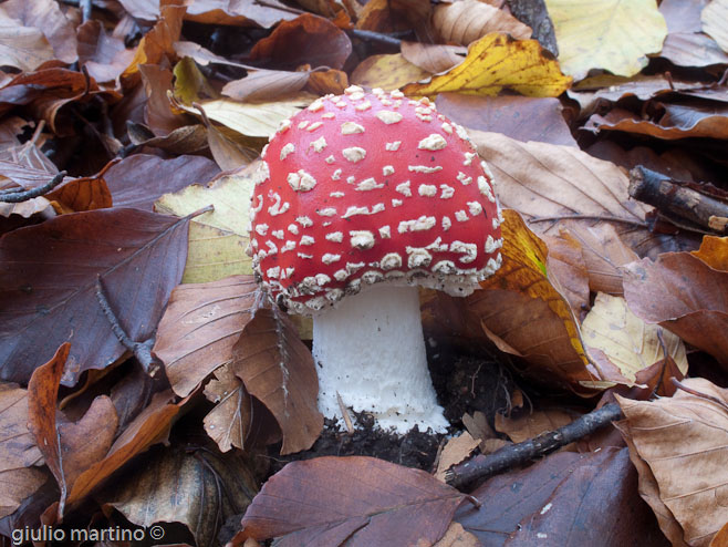 Amanita muscaria (L.) Lam.