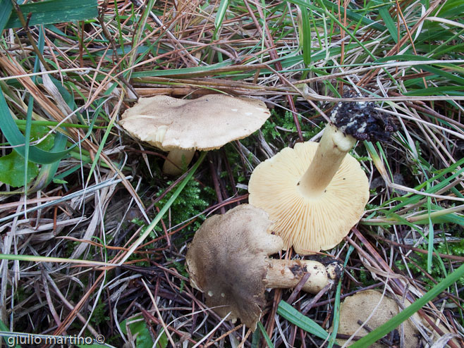 Tricholoma equestre (L.: Fr.) Kummer