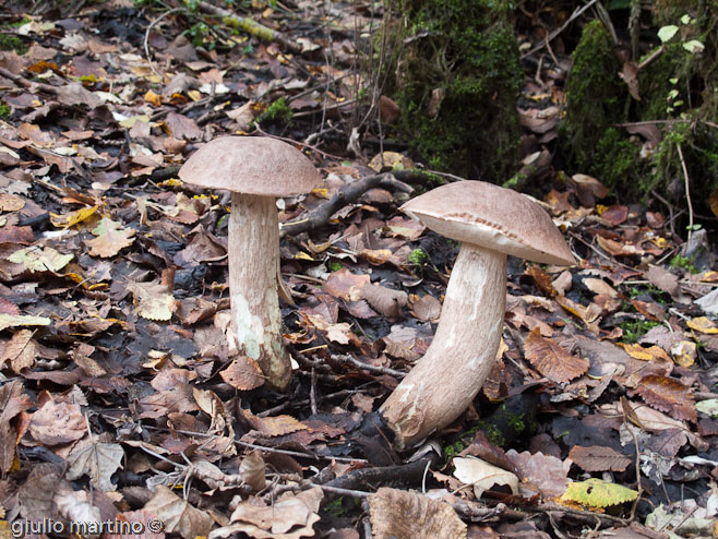 Leccinum duriusculum (Schulzer) Singer