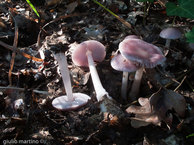 Mycena rosea (Bull.) Gramberg