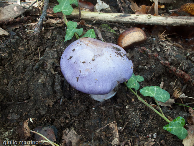 Cortinarius sp.