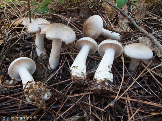 Clitocybe nebularis (Batsch: Fr.) Kummer