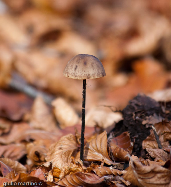 Marasmius alliaceus