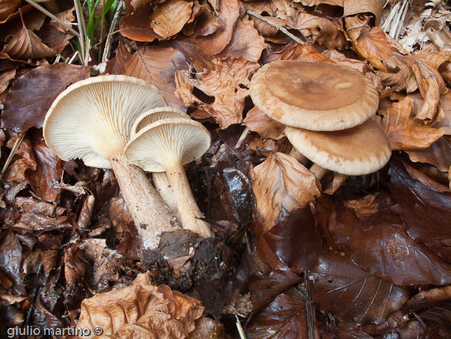 Clitocybe costata Kühner & Romagnesi