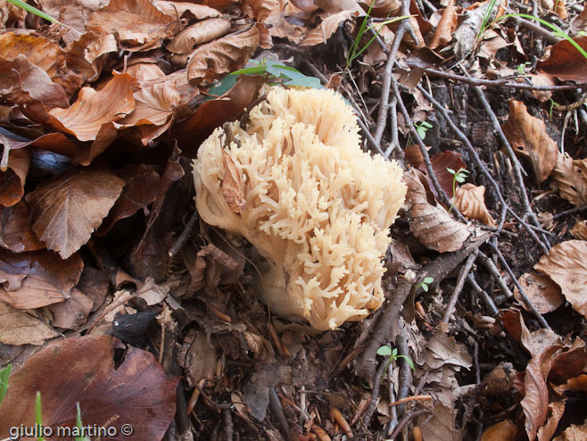 Ramaria sp.