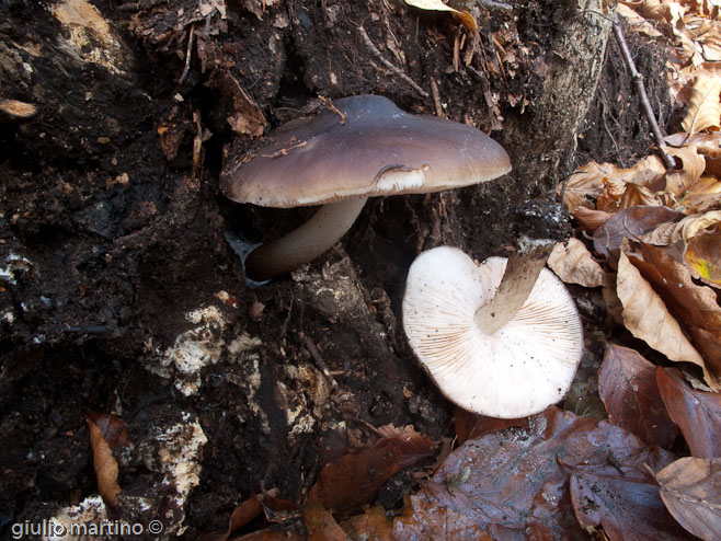 Pluteus cervinus (Schaeffer) Kummer