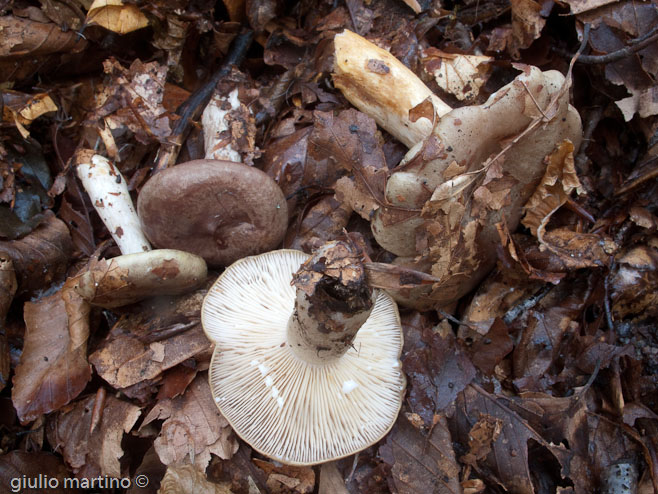 Lactarius blennius (Fr.: Fr.) Fr.