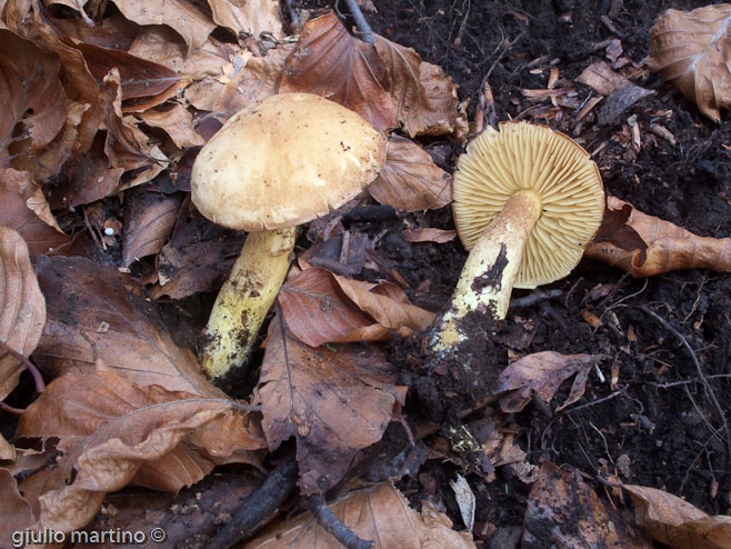 Tricholoma sulphureum (Bull.) P. Kummer