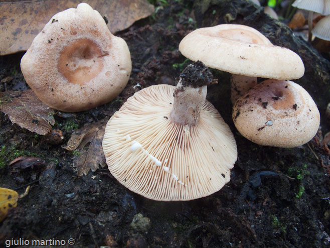 Lactarius chrysorrheus Fr.