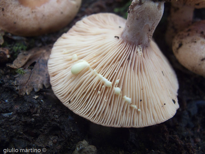 Lactarius chrysorrheus Fr.