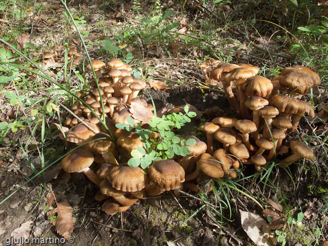 Armillaria mellea (Vahl) P. Kumm.