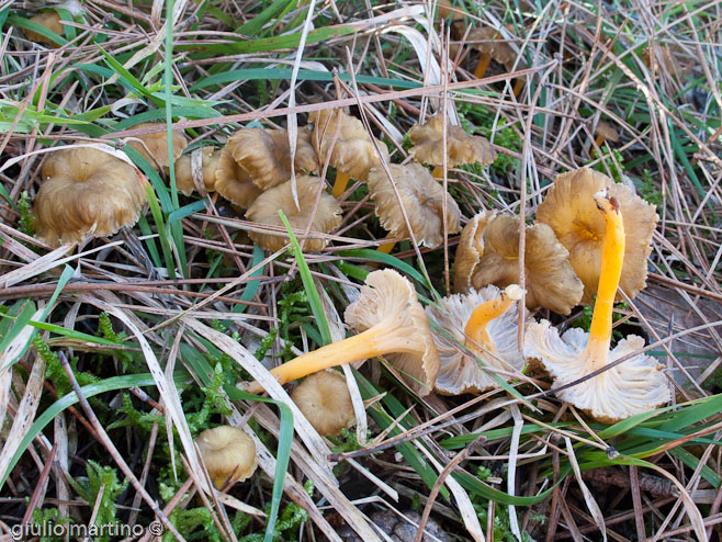 Cantharellus lutescens Fr. - finferle