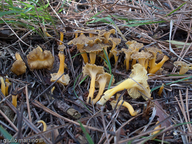 Cantharellus lutescens Fr. - finferle