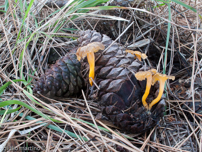 Cantharellus lutescens Fr. - finferle