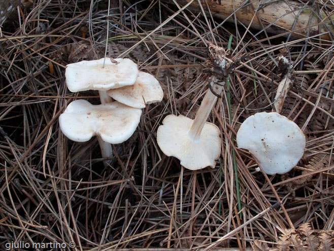 Collybia maculata (Alb. & Schw.: Fr.) Kummer