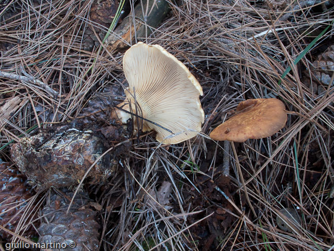 Paxillus atrotomentosus (Batsch: Fr.) Fr.