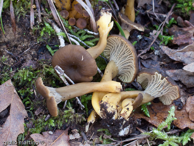 Cantharellus tubaeformis (Bull.) Fr.