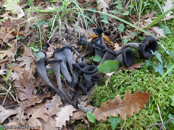 Craterellus cornucopioides (L.) Pers. - trombette dei morti