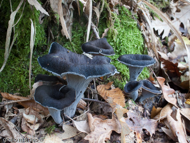 Craterellus cornucopioides (L.) Pers. - trombette dei morti