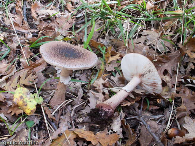 Amanita rubescens (Pers.: Fr) S.F. Gray