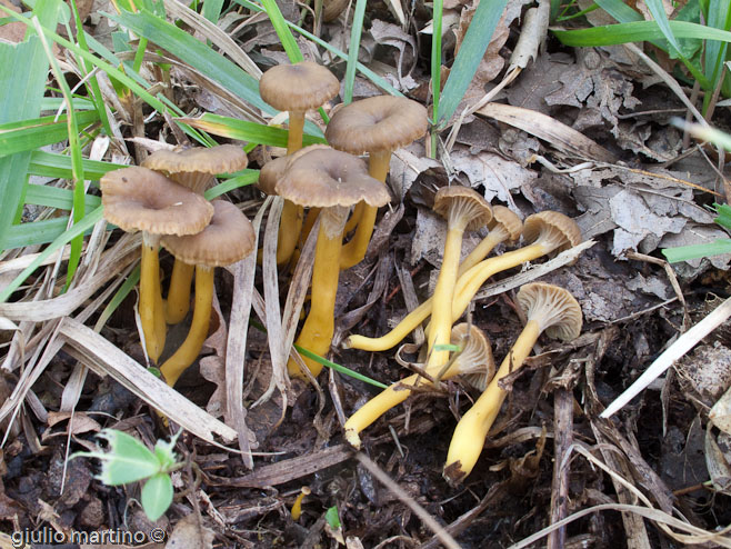 Cantharellus tubaeformis (Bull.) Fr.