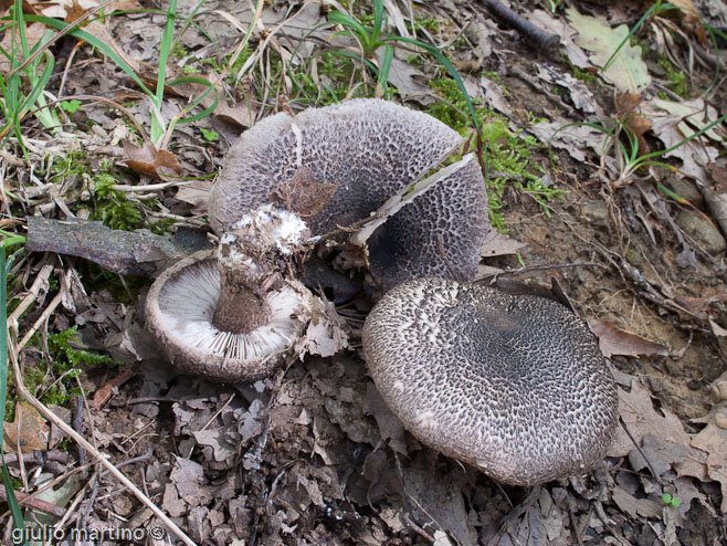 Tricholoma squarrulosum Bresadola