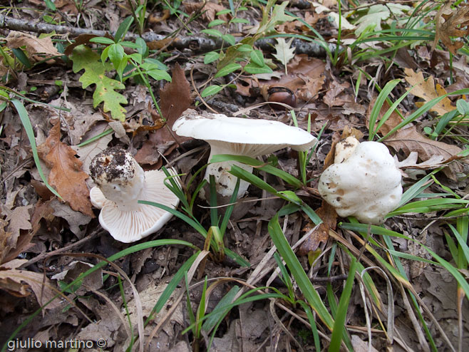 Hygrophorus penarius var. penarius Fries