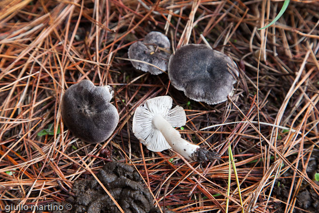 Tricholoma terreum (Schaeff.: Fr.) Kummer