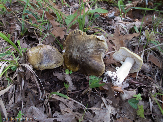 Tricholoma sejunctum (Sow.: Fr.) Quélet