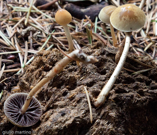 Stropharia sp.