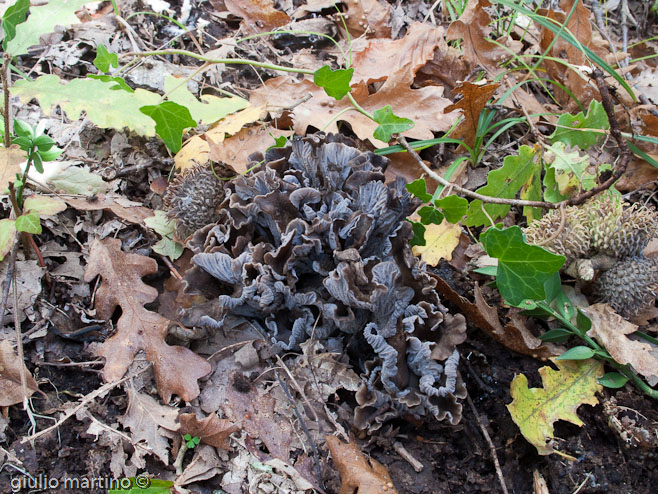 Cantharellus cinereus (Pers.: Fr.) Fr.