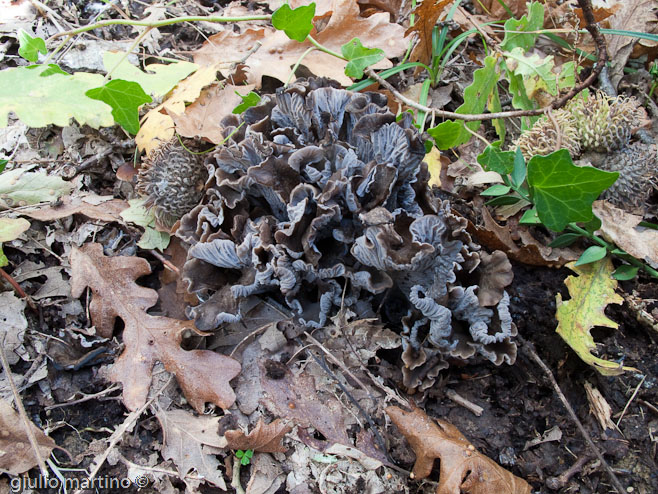 Cantharellus cinereus (Pers.: Fr.) Fr.