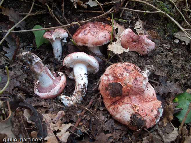 Hygrophorus russula (Schaeff.) Kauffman - lardaiolo