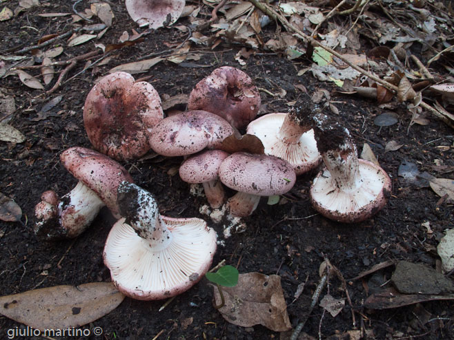 Hygrophorus russula (Schaeff.) Kauffman - lardaiolo