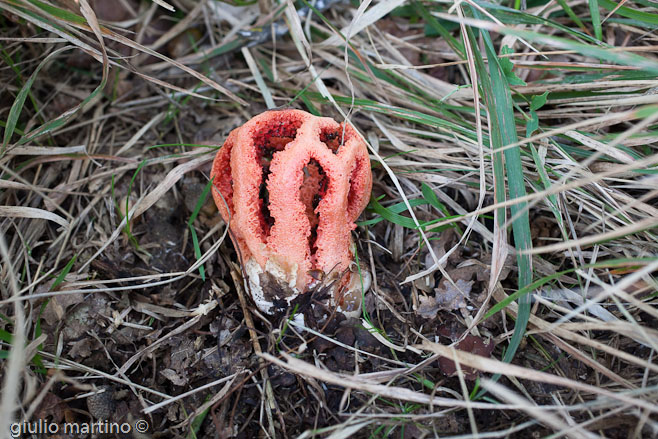 Clathrus ruber P. Micheli ex Pers.