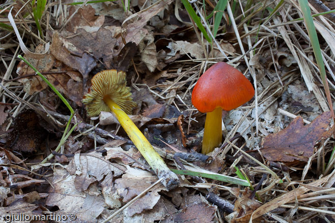 Hygrocybe conica var. conica (Schaeffer: Fries) P. Kummer